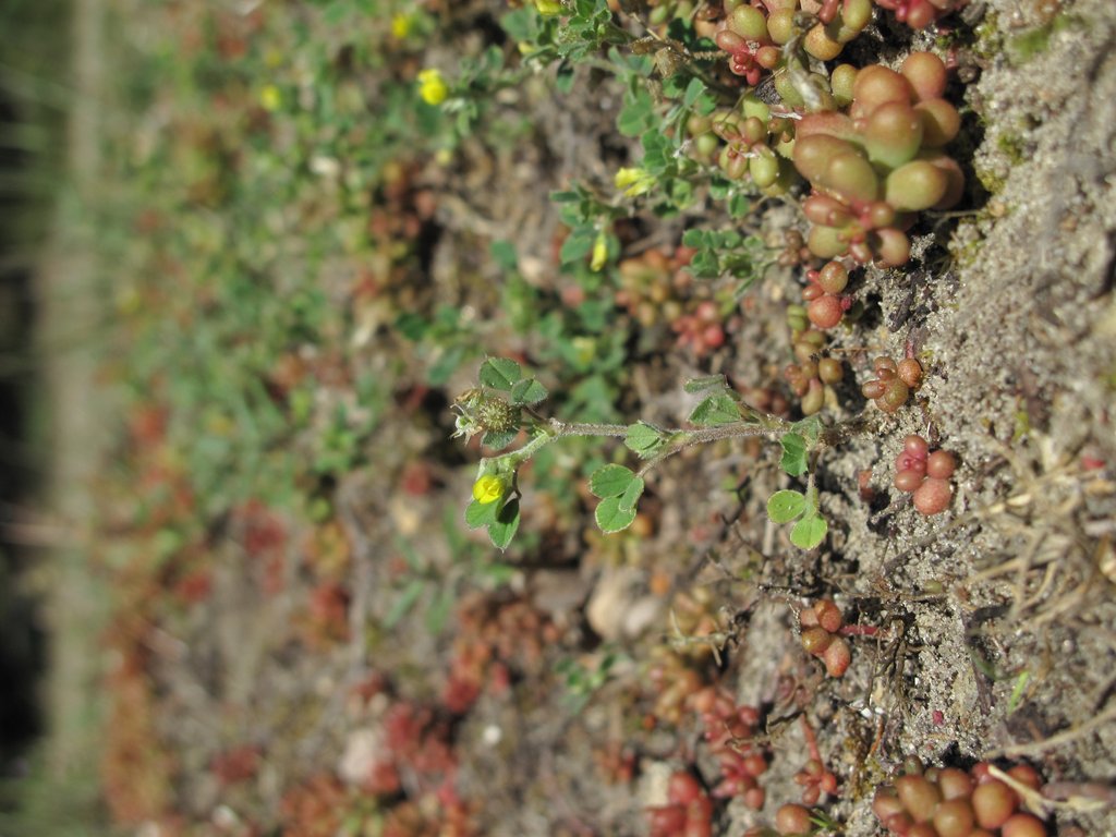 Medicago minima